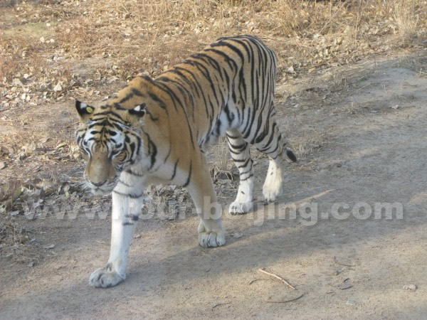 Siberian Tiger Park Harbin